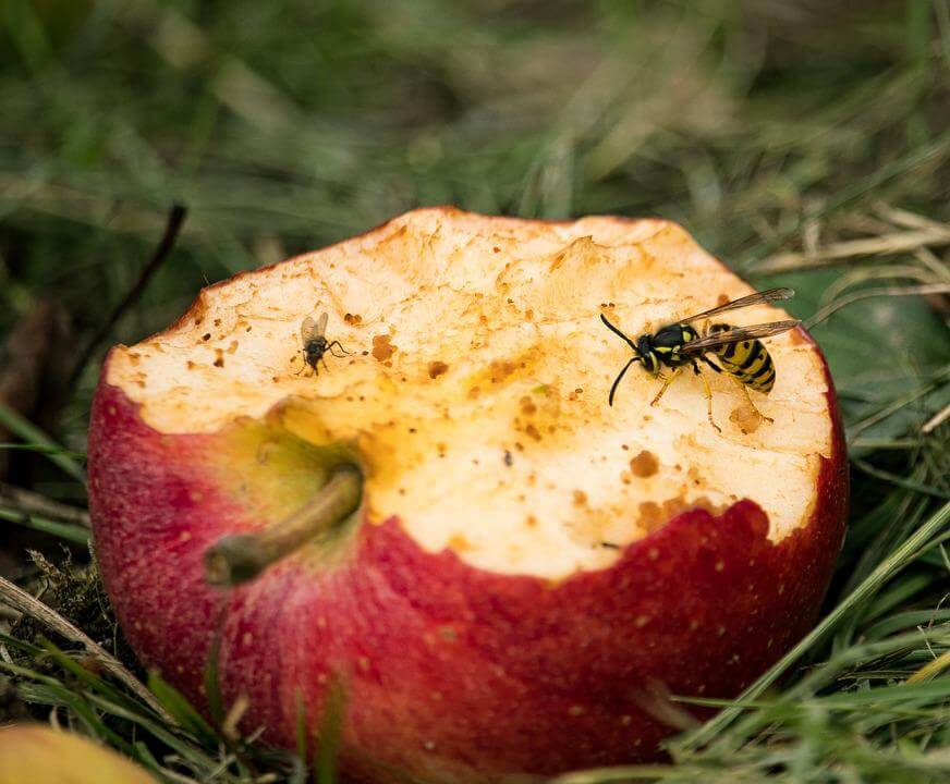 Wespe sitzt auf angebissenem Apfel